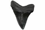 Juvenile Megalodon Tooth - South Carolina #295829-1